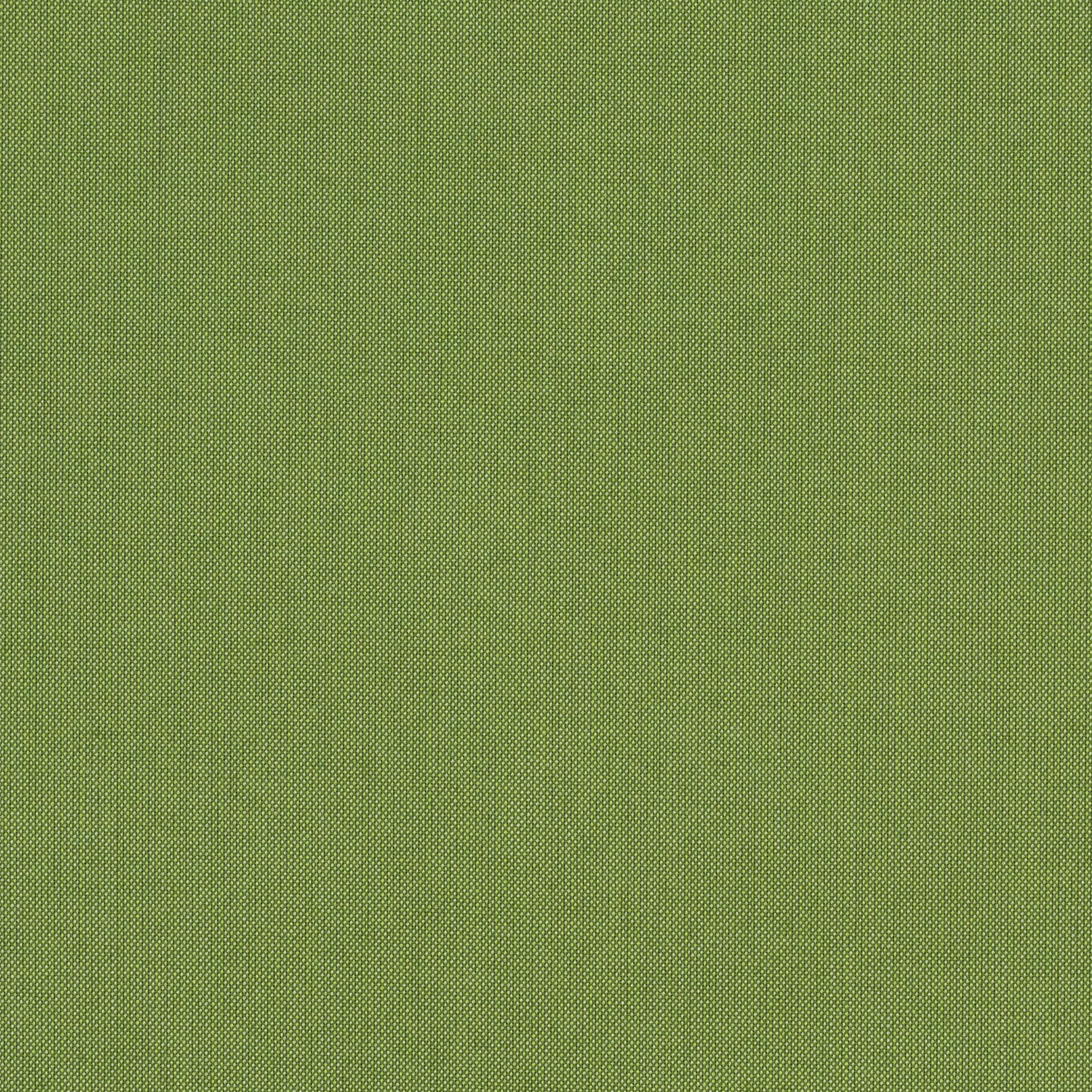 Spectrum Cilantro